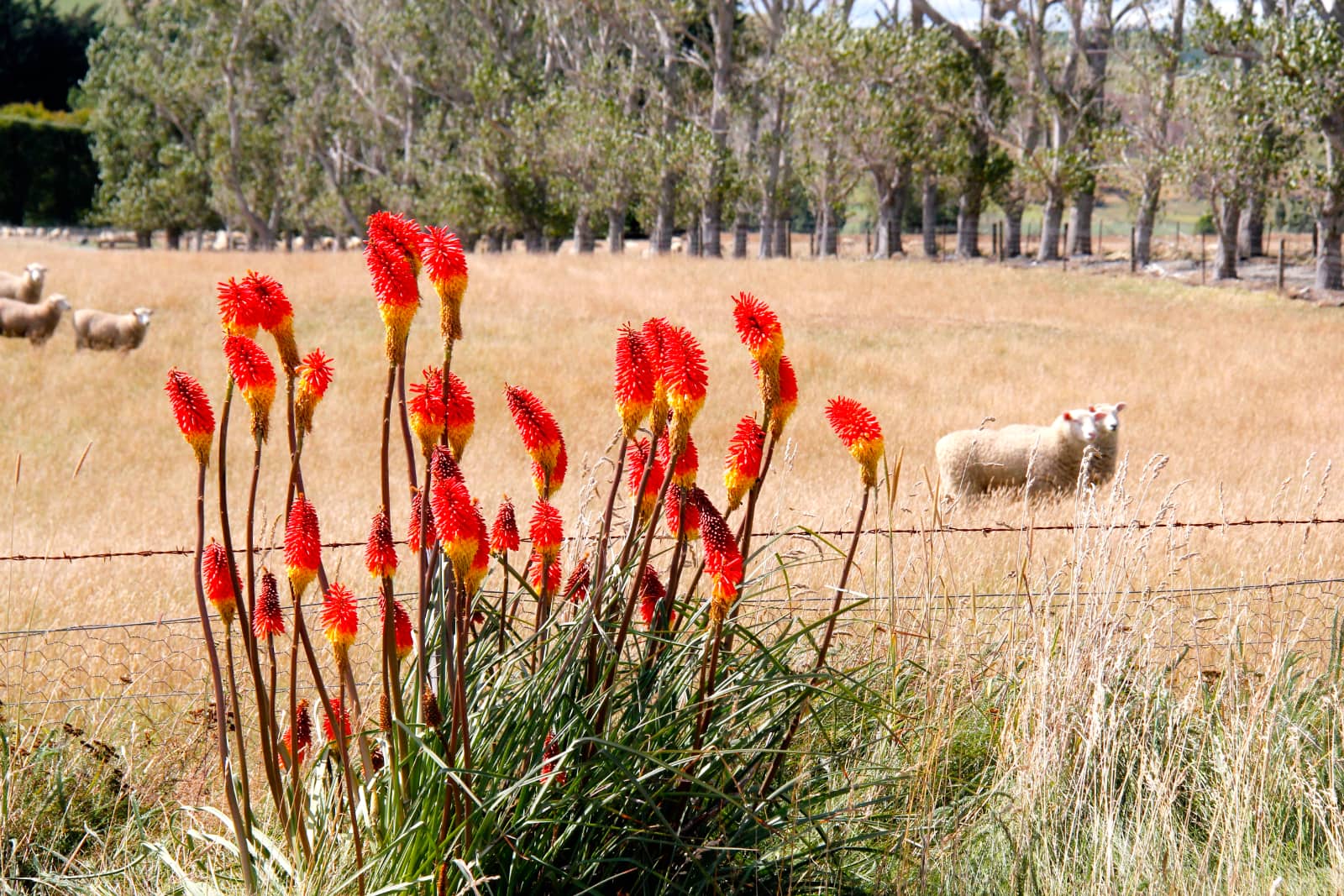 Colourful plants in foreground with sheep in background