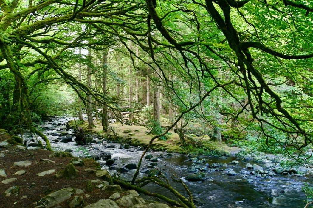 Creek running through forest