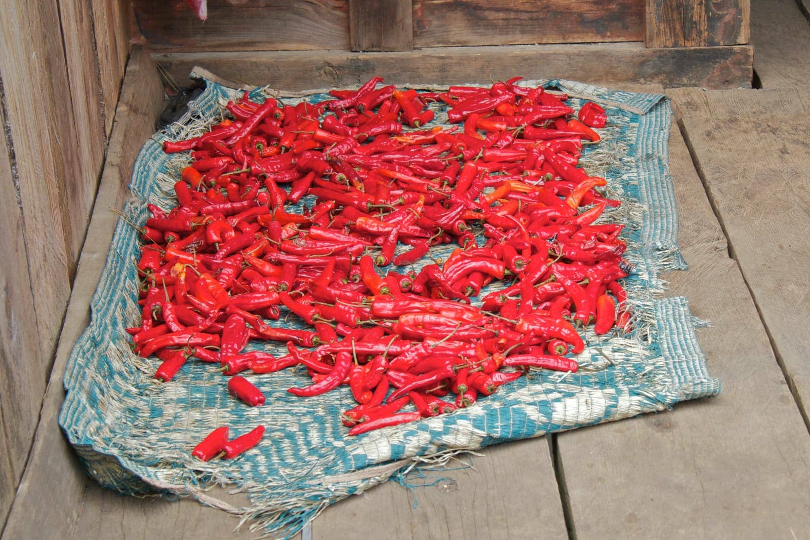 Dozens of red chilies sitting on cloth
