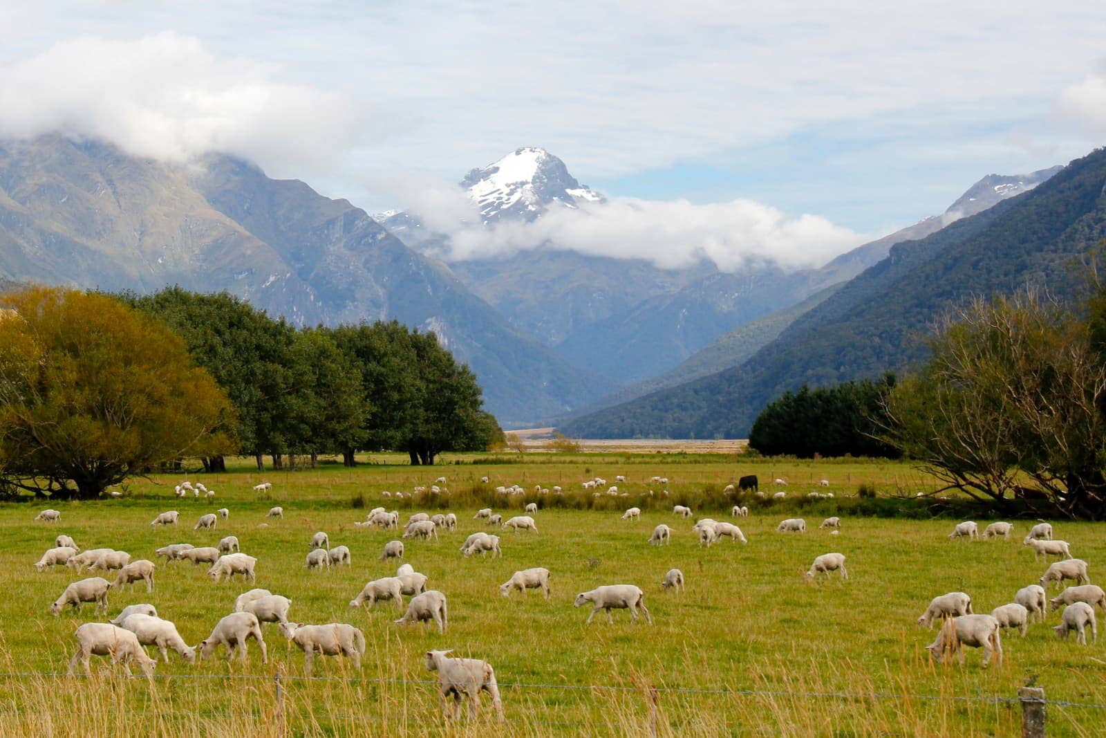 Dozens of sheep in foreground with mountains in background