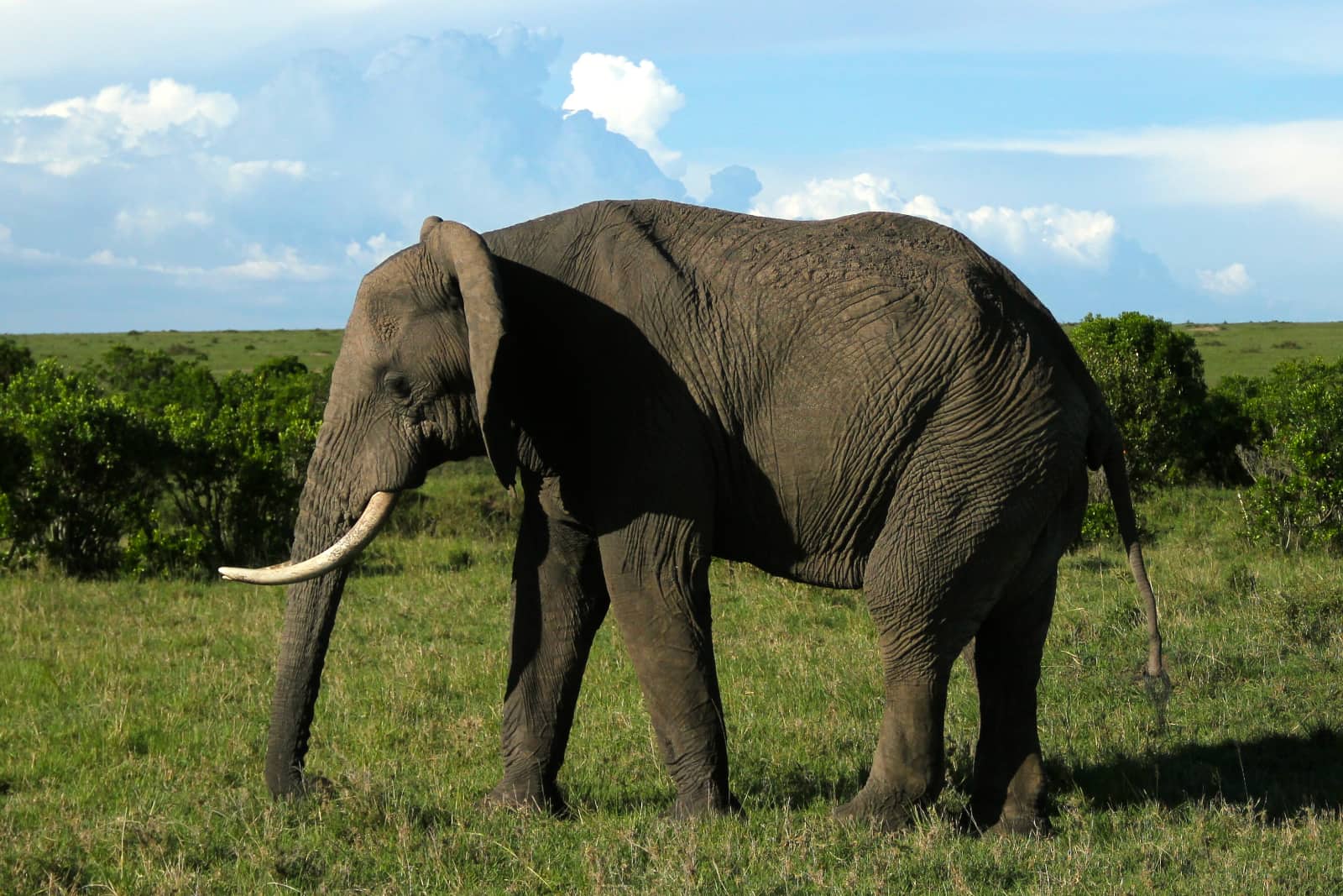 Elephant in foreground with green grass and blue sky in background