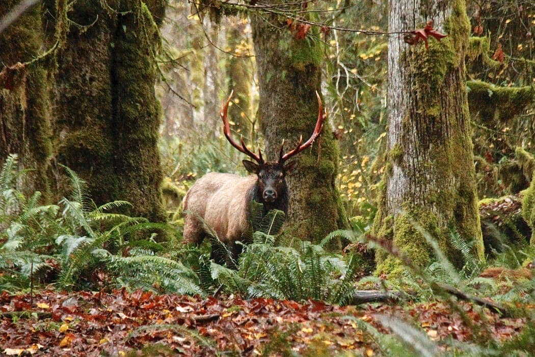 Elk amongst trees