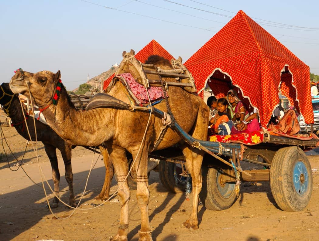 Family riding in cart pulled by camel