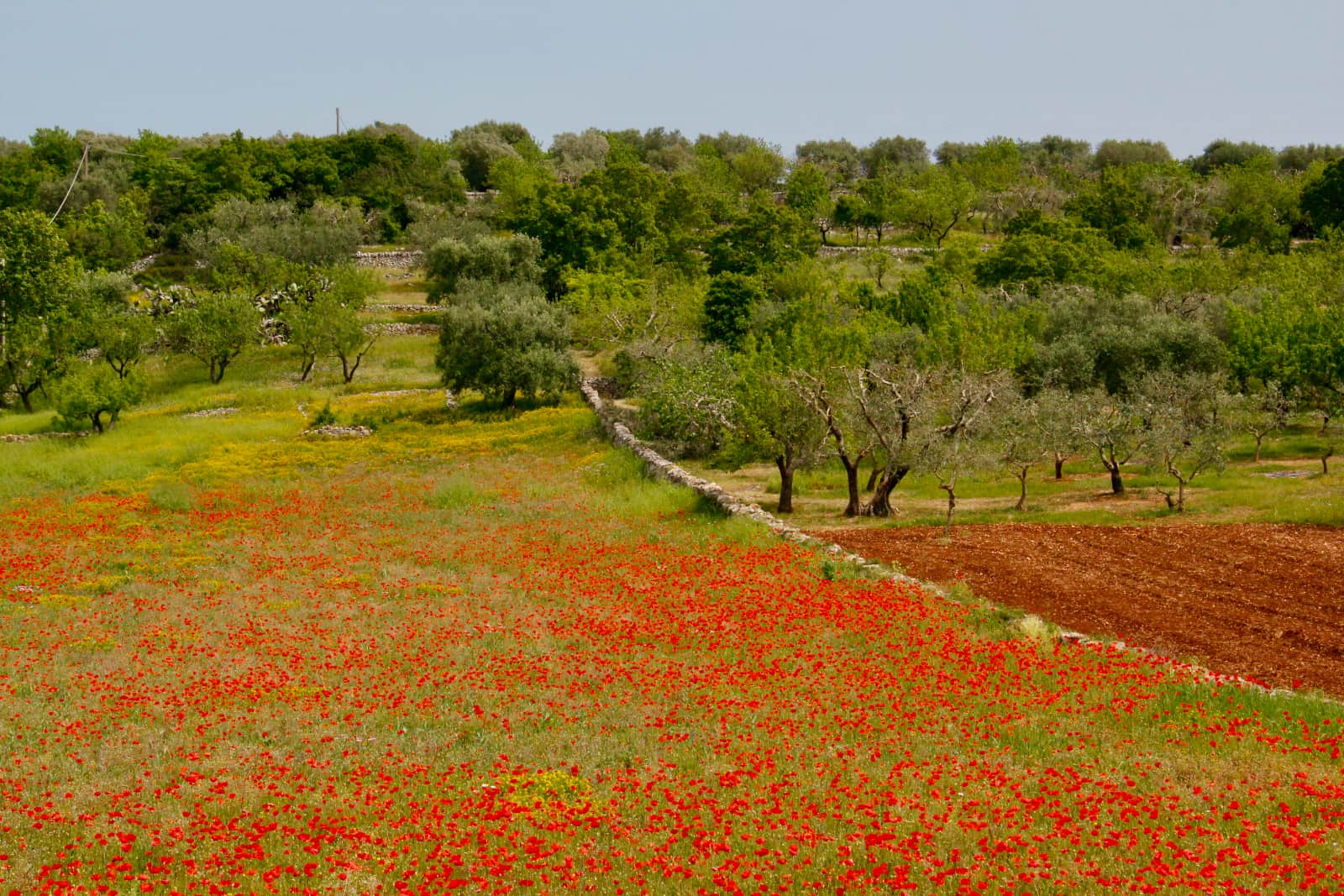 Field of trees and red flowers