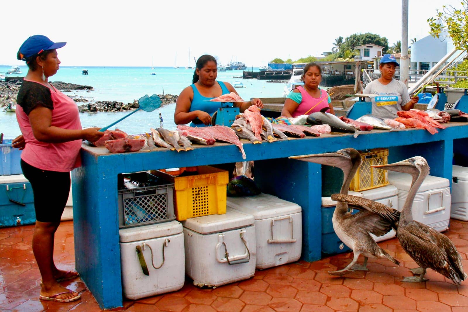 Four women preparing fresh fish with two pelicans standing in front of table