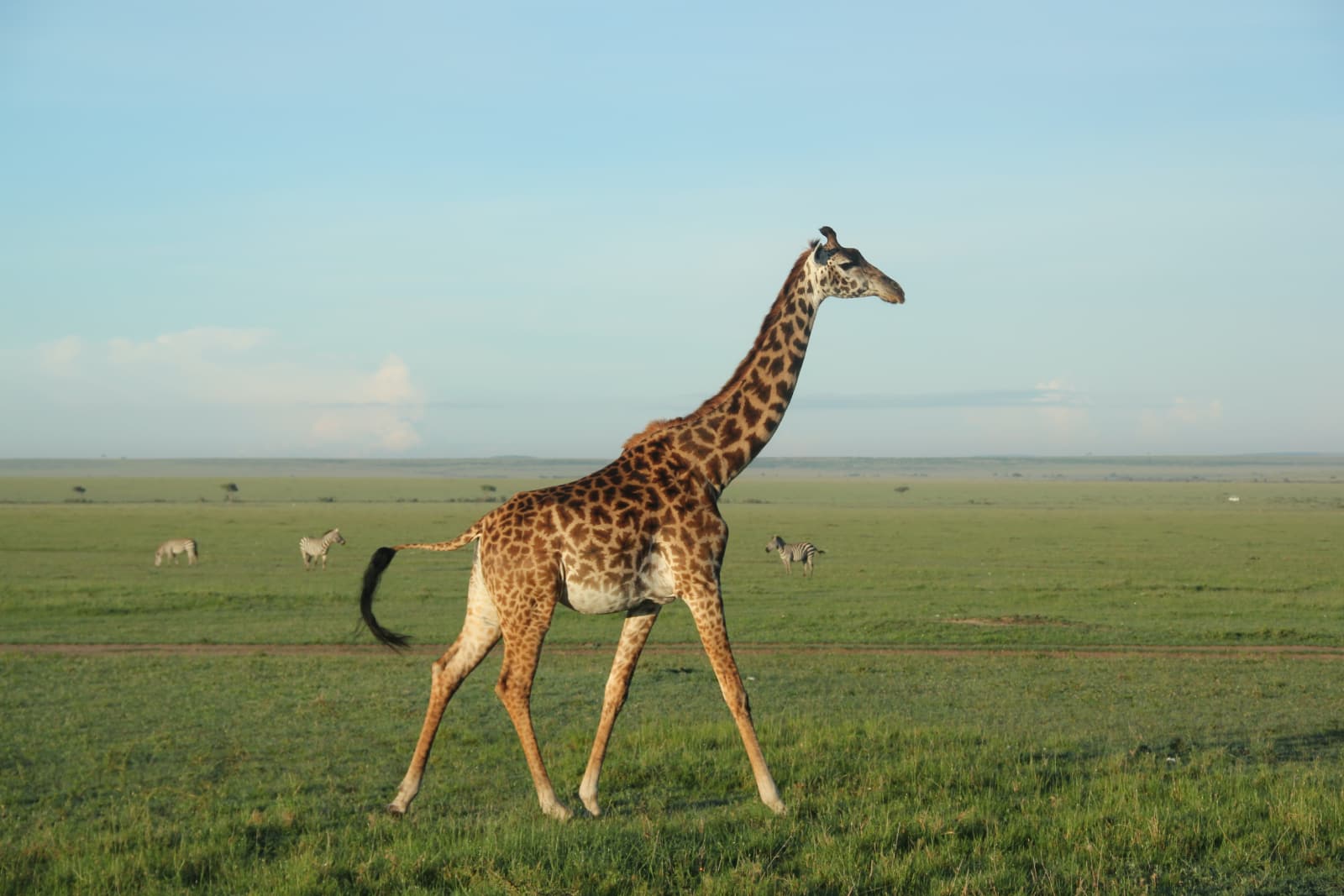 Giraffe walking by in foreground with three zebra in background