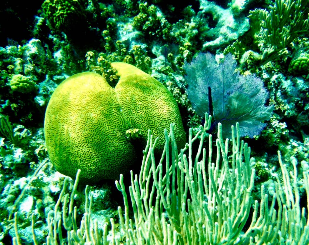 Green and blue coral reef