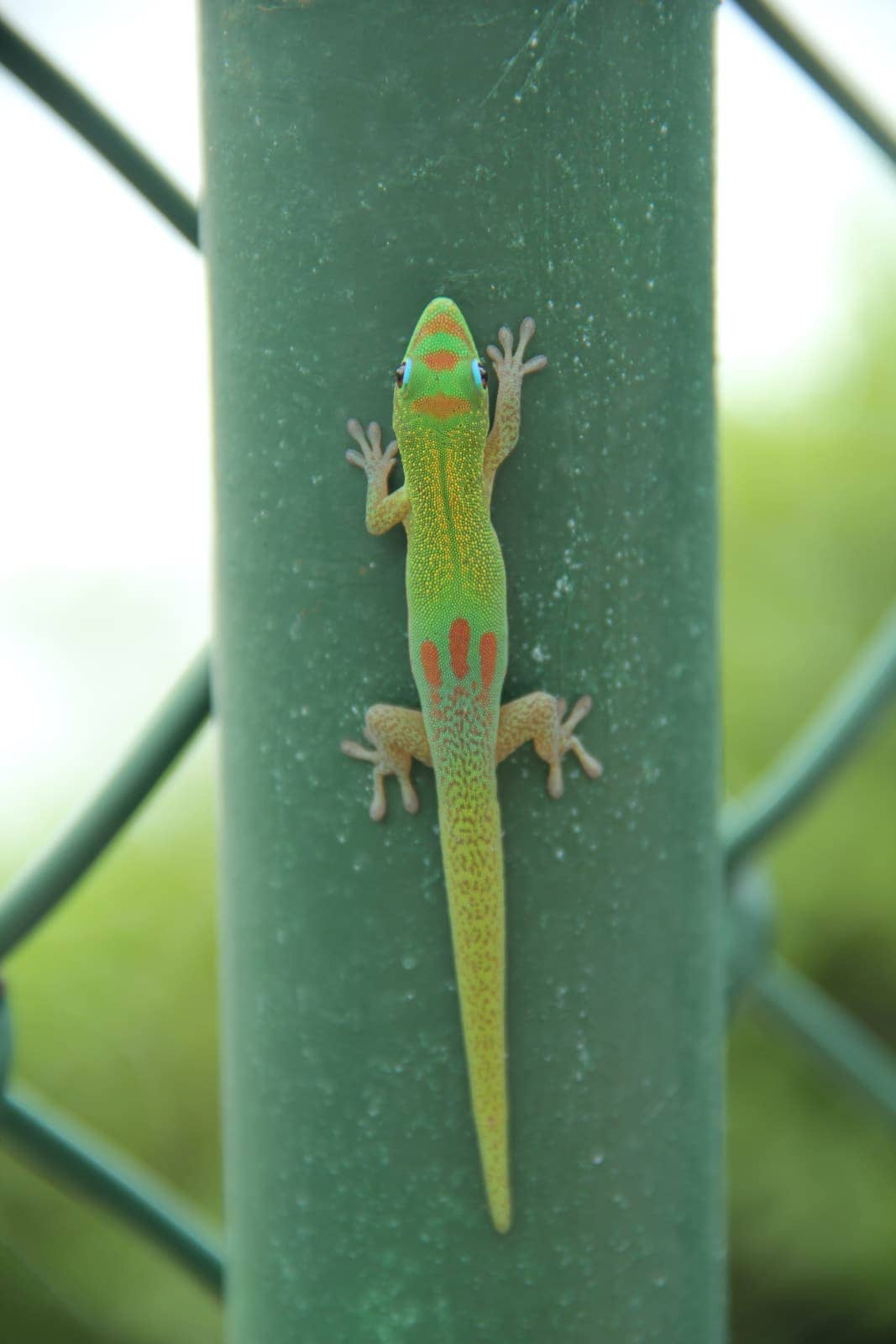 Green, red and blue gecko climbing green pole