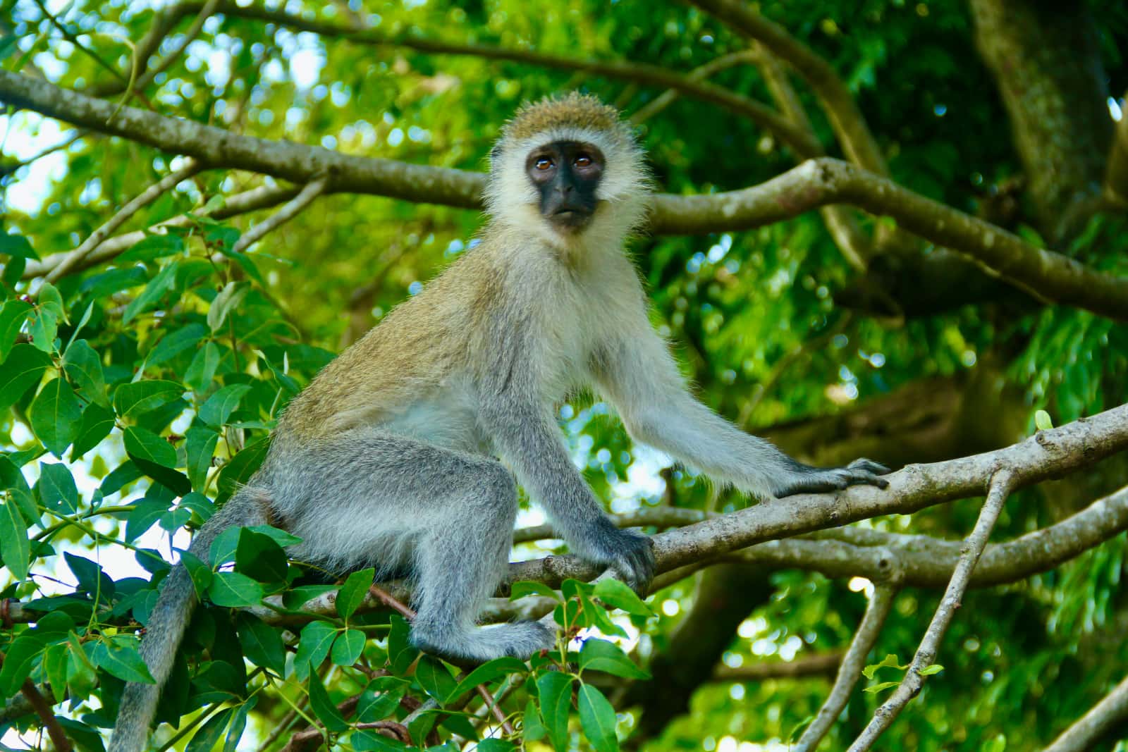 Grey and white baboon on tree branches