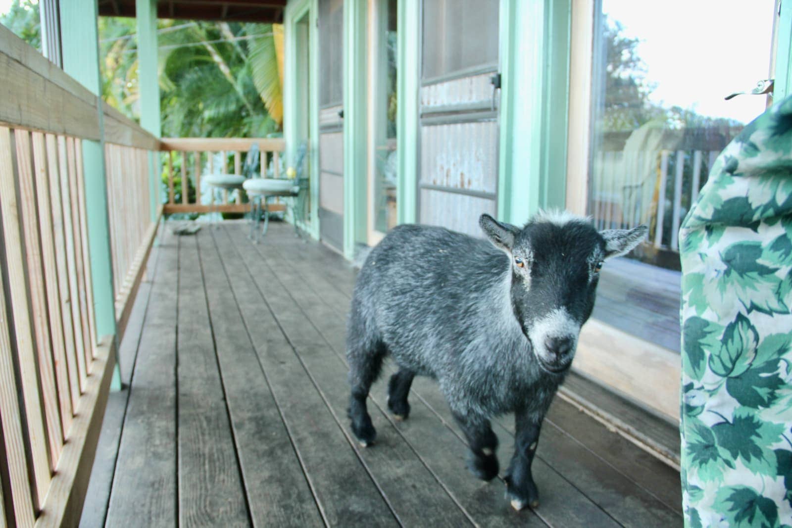 Grey haired goat on verandah