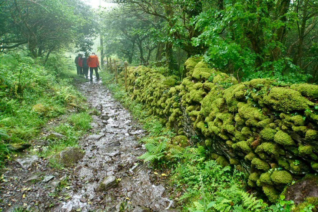 Group hiking along wet trail and moss covered stone wall