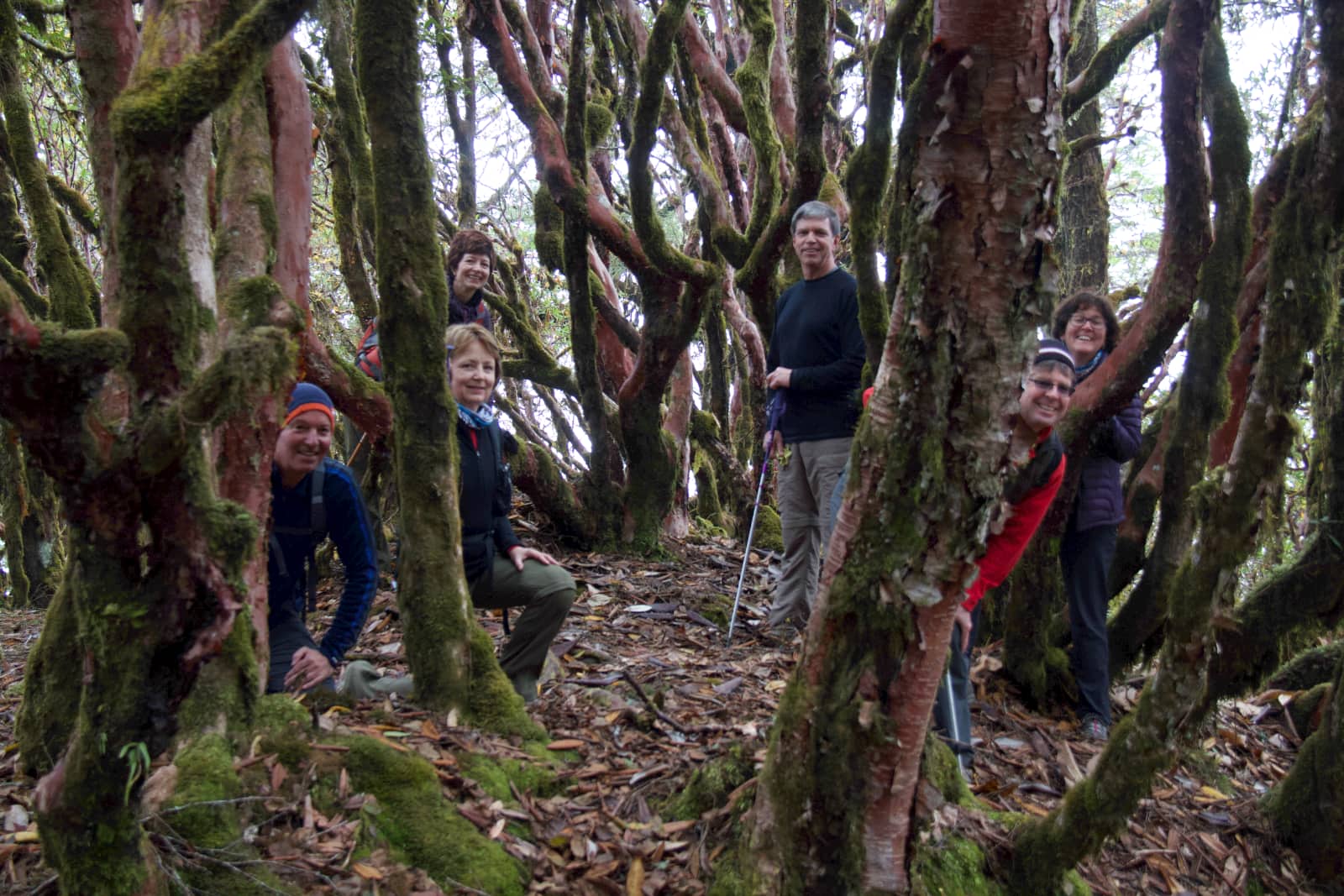 Group of hikers standing amongst trees