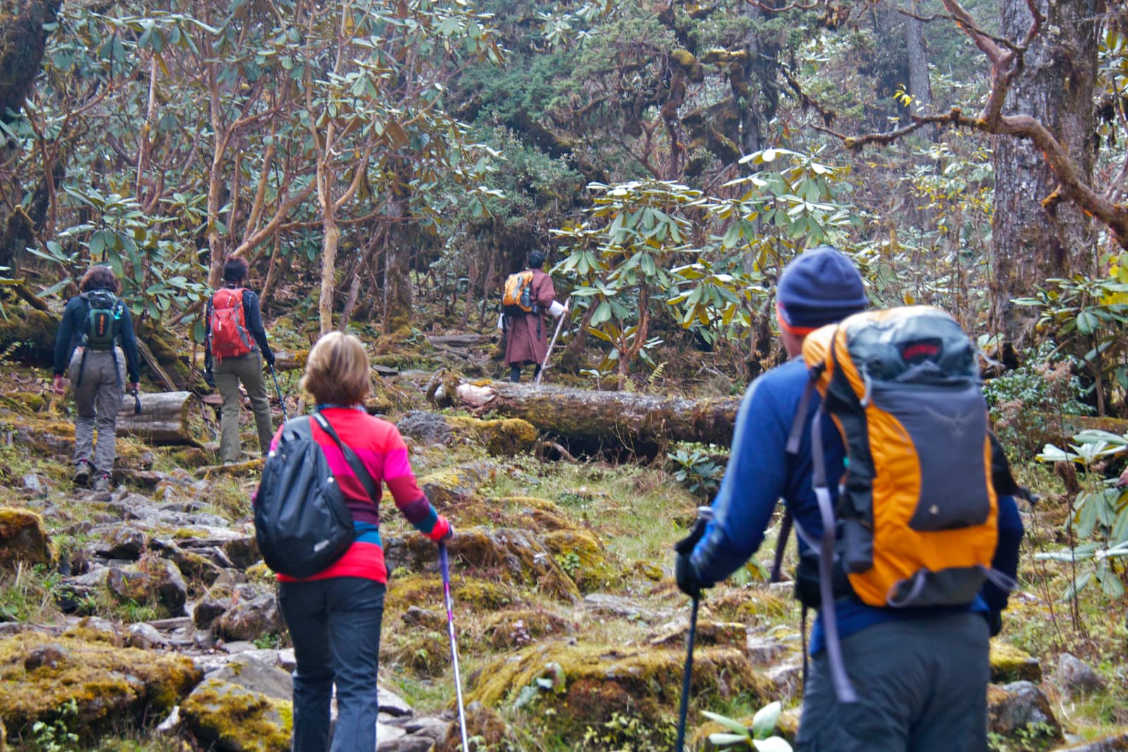 Group of hikers walking through moss covered forest