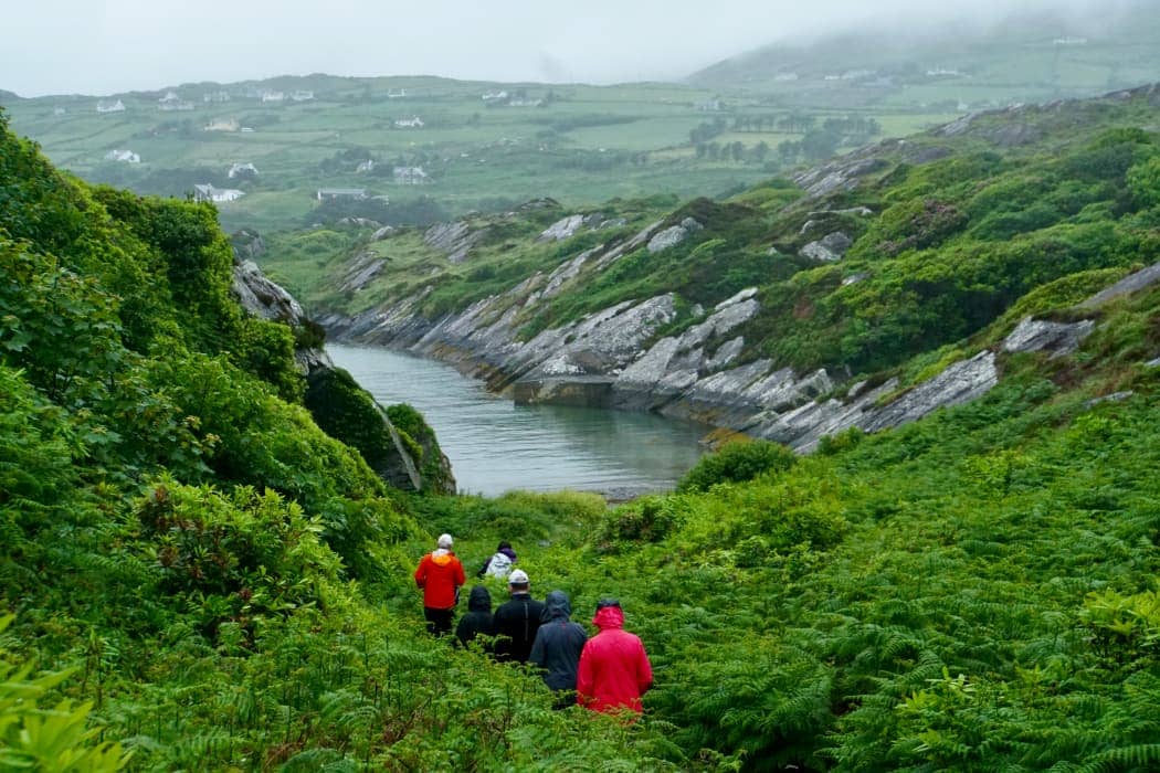 Group walking amongst ferns