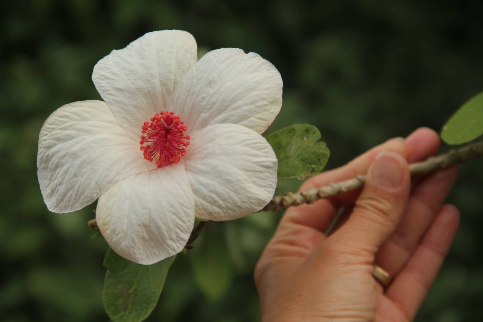 Hand holding white pedalled flower with red stamen