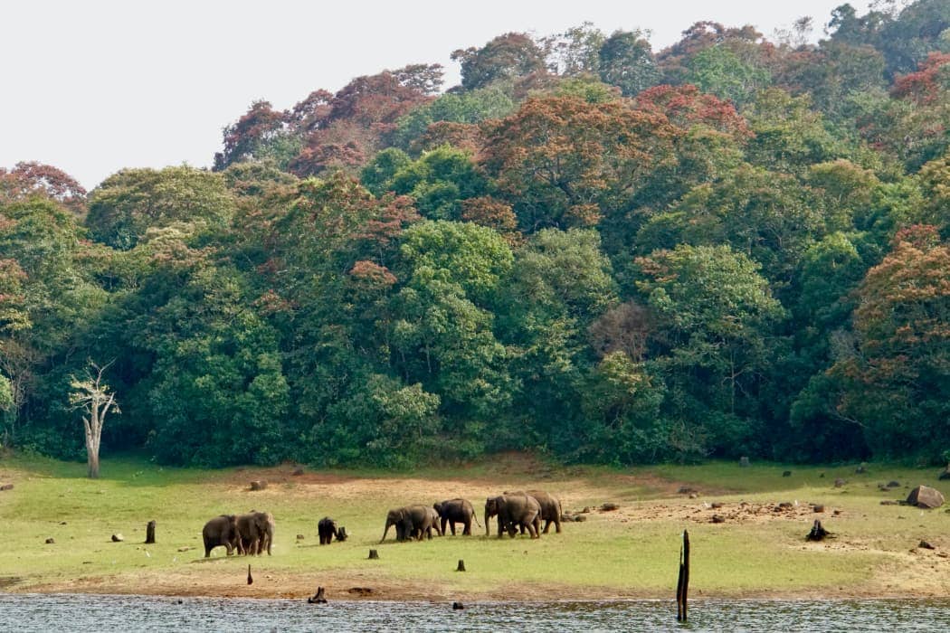 Herd of Asian elephants along river