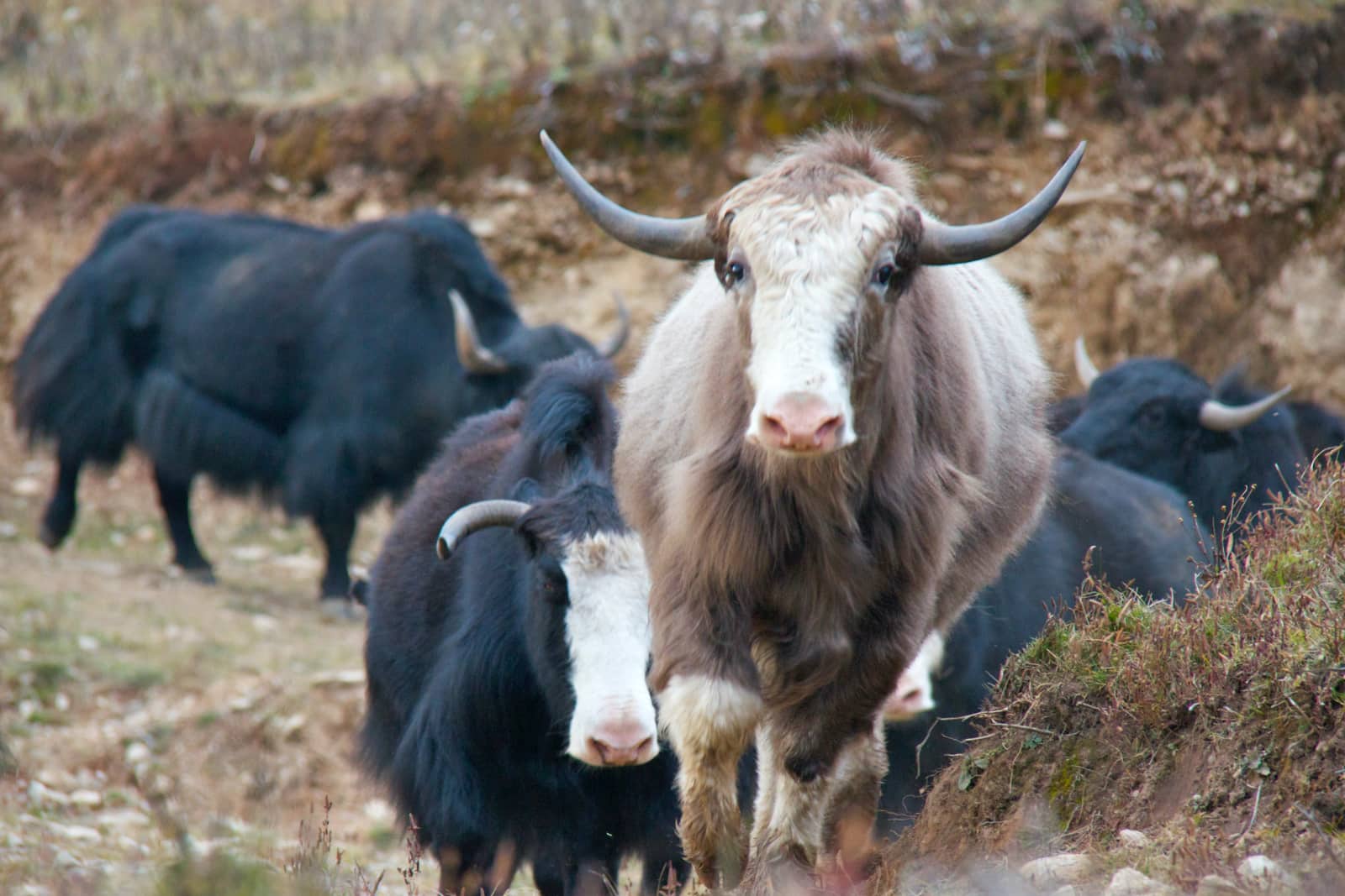 Herd of Bhutan yaks walking along road