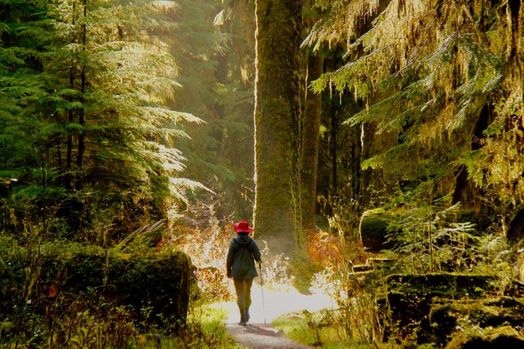 Hiker walking amongst green trees