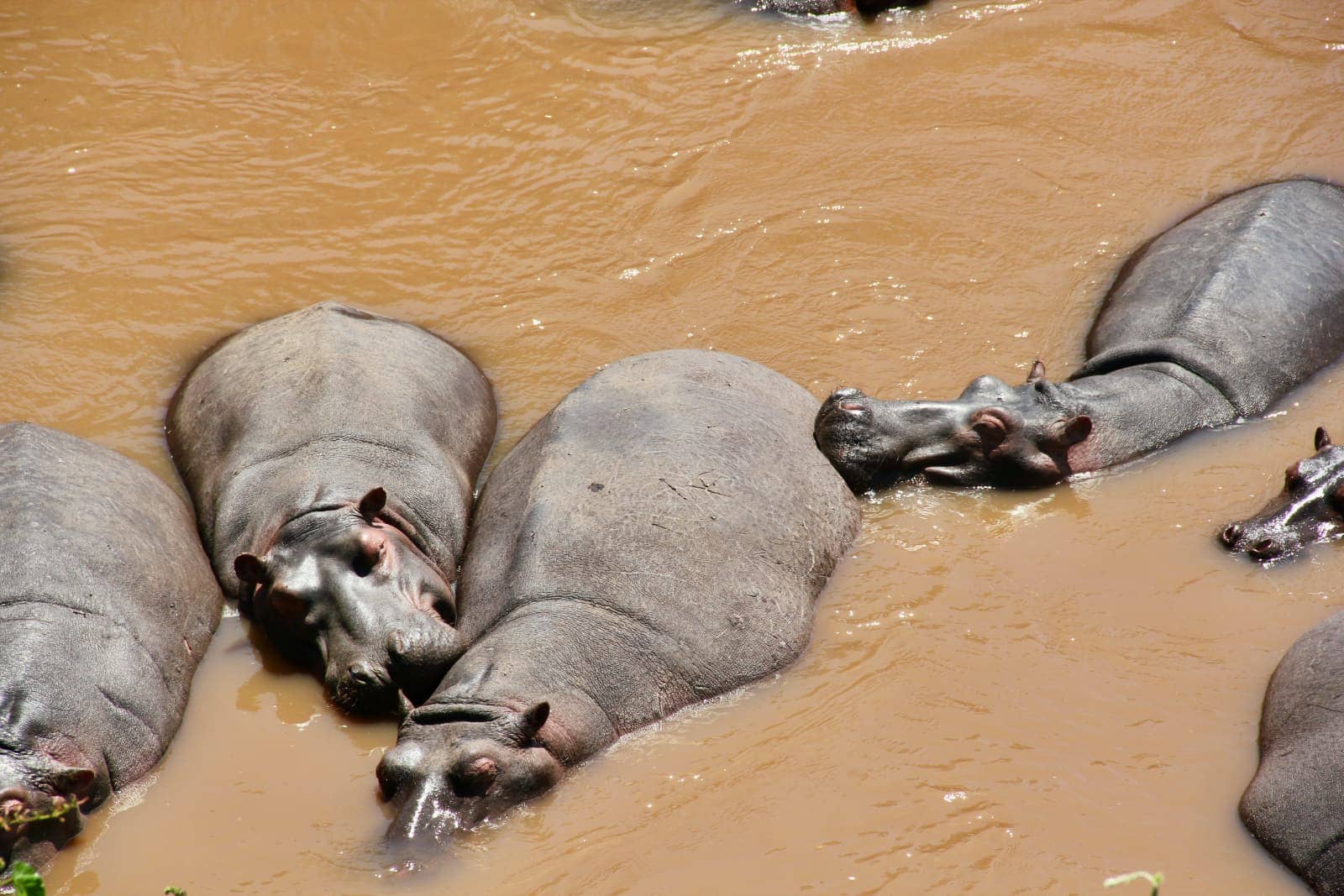 Hippopotamus bathing in brown coloured river water