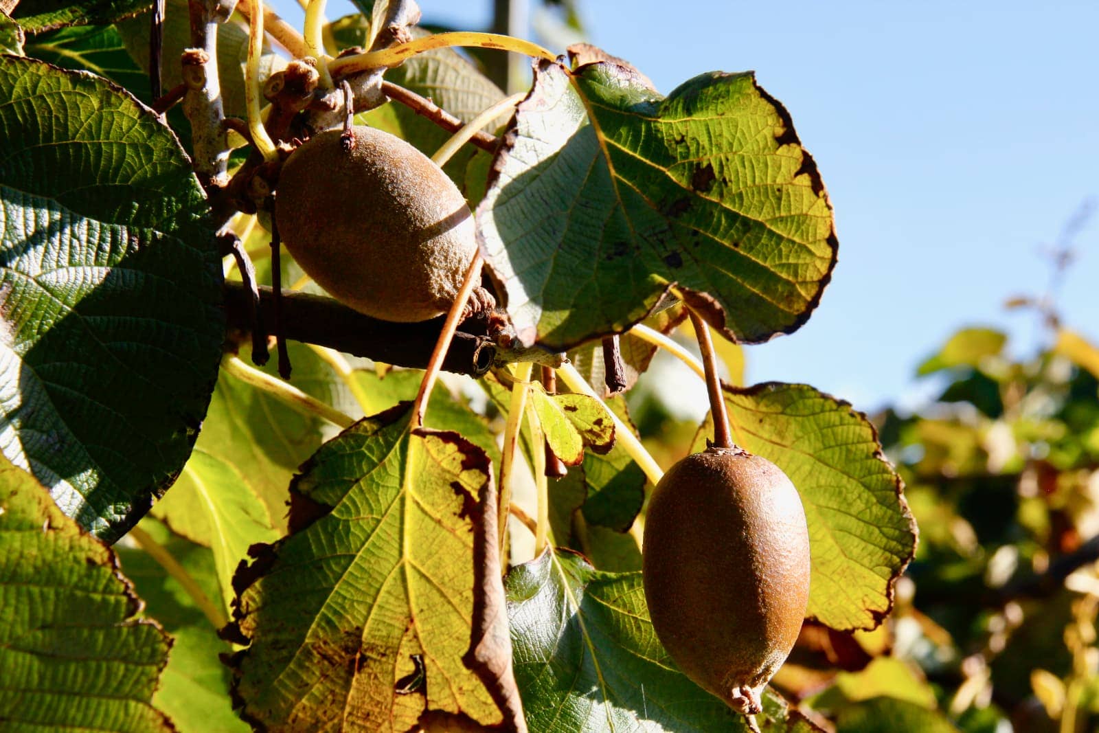 Kiwi fruit growing on vines