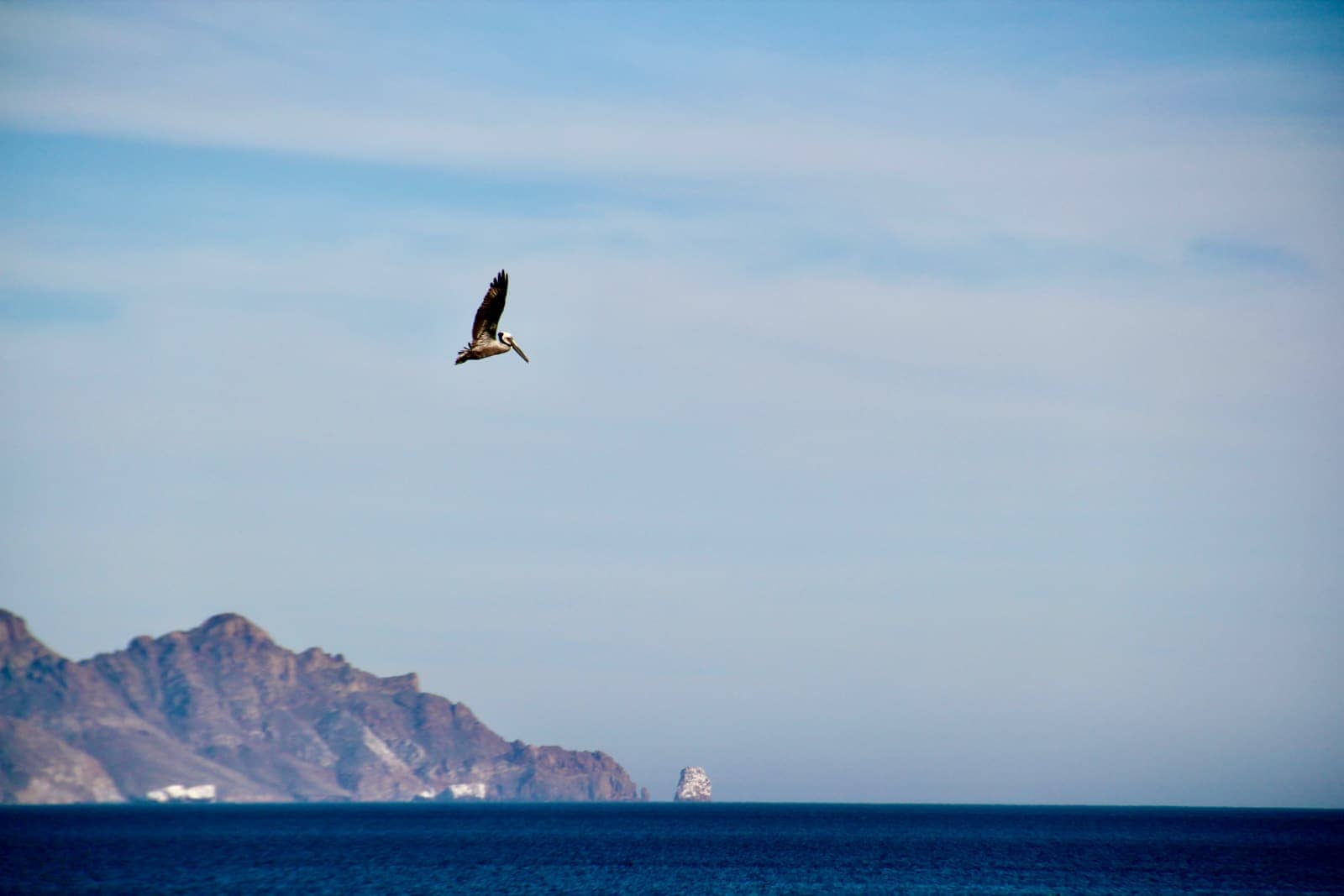 Large bird flying over open water with coastline in background