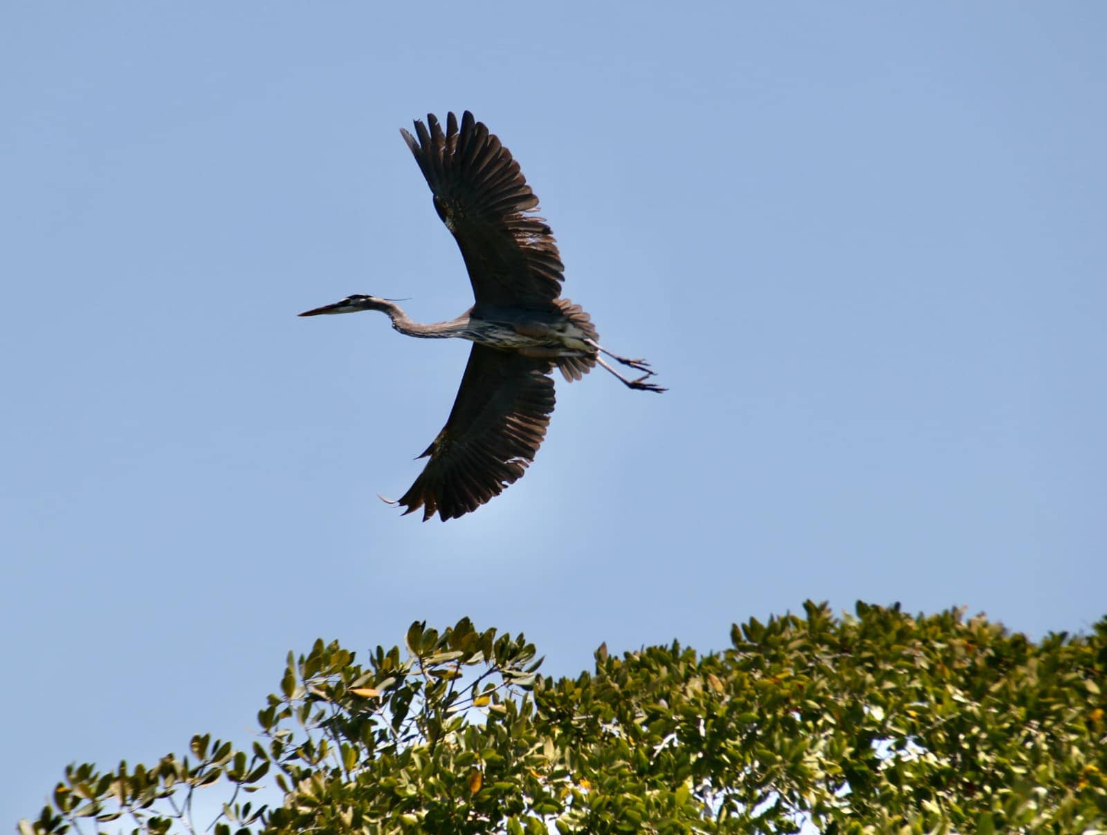 Large bird flying over tree with blue sky in background