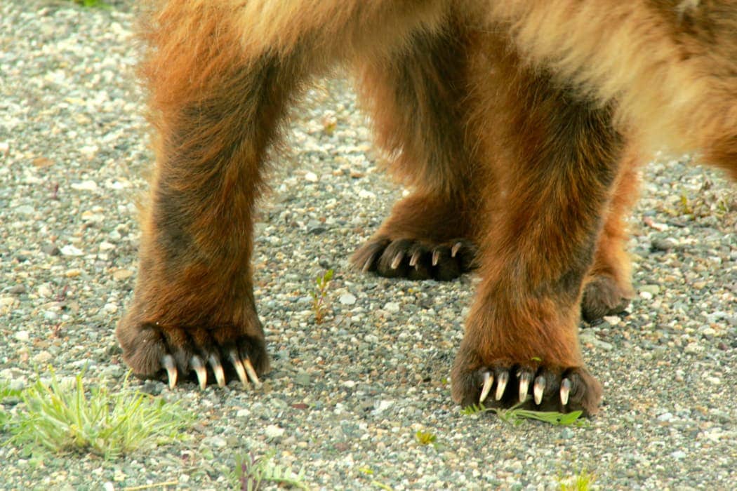 Large brown bear's claws