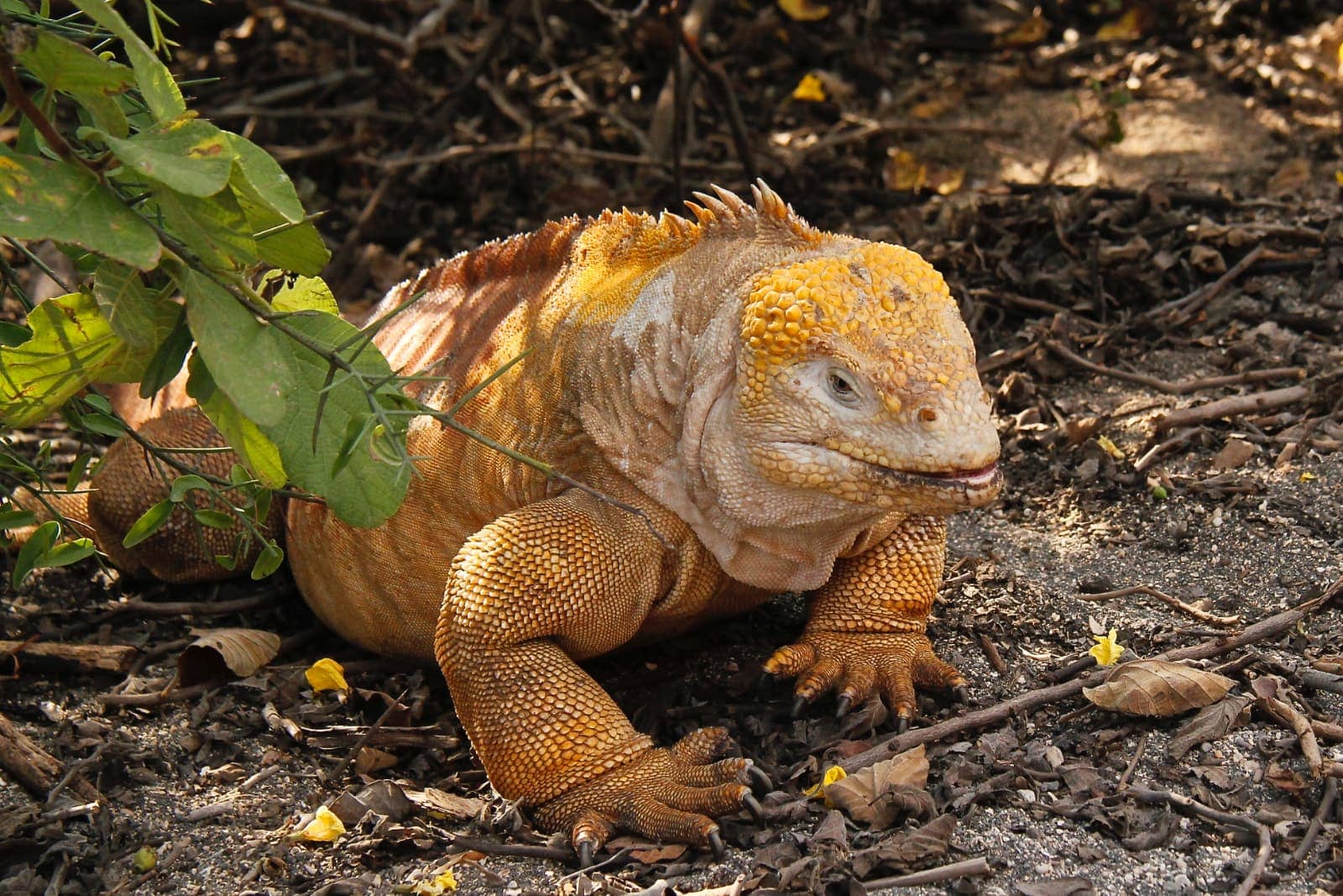 Large golden yellow iguana walking