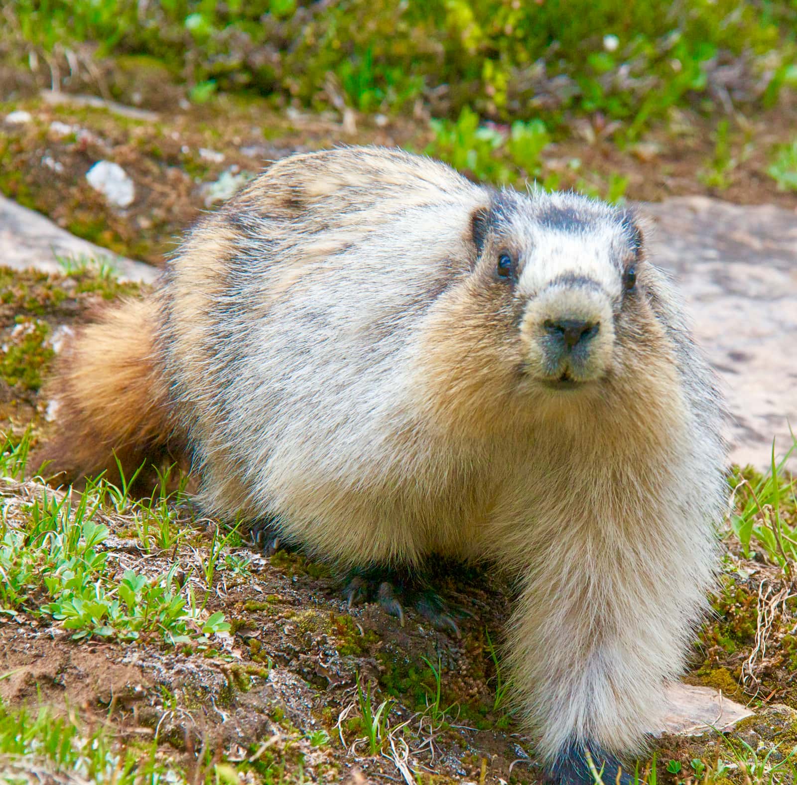 Large marmot walking towards camera