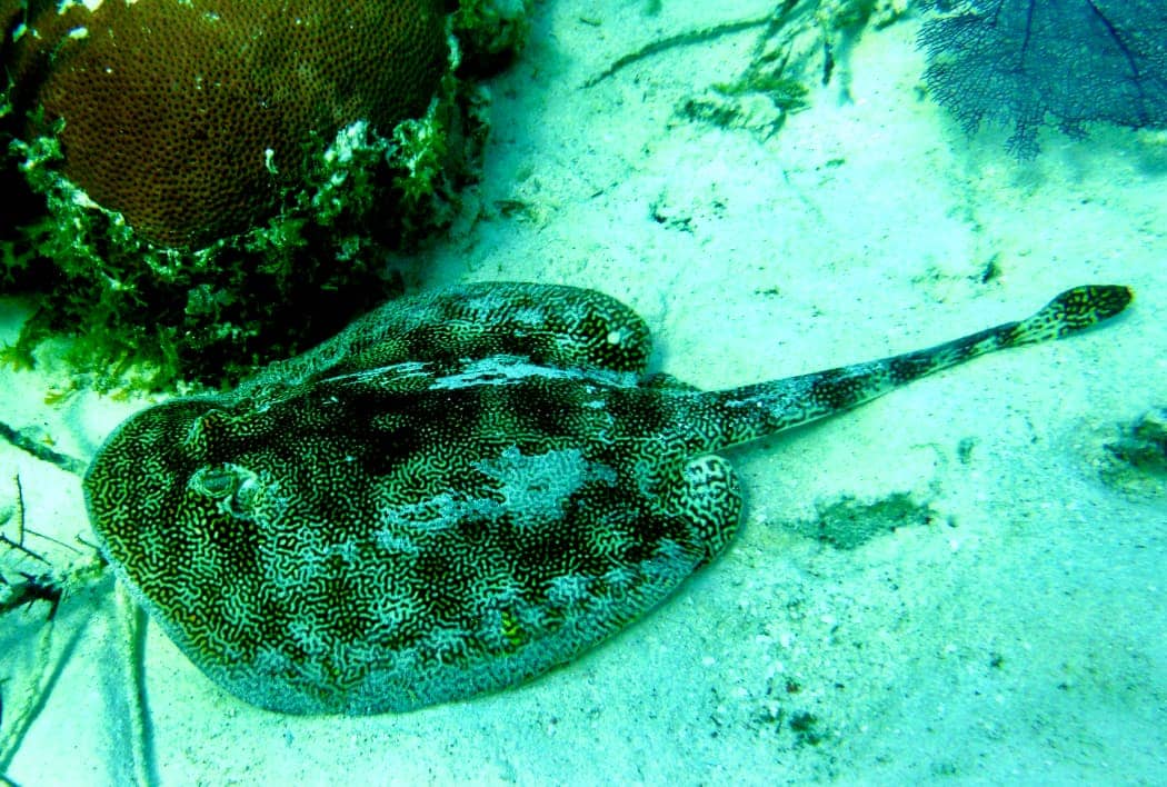 Large ray swimming on ocean floor