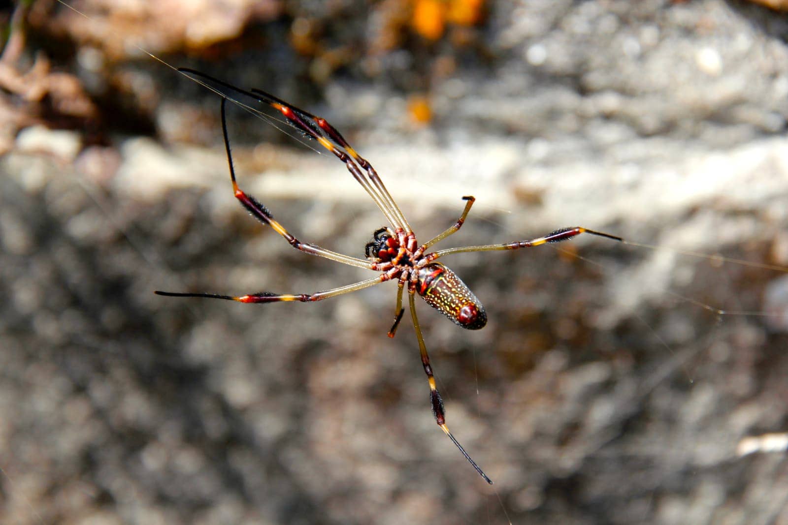 Large red, black, and yellow spider on web