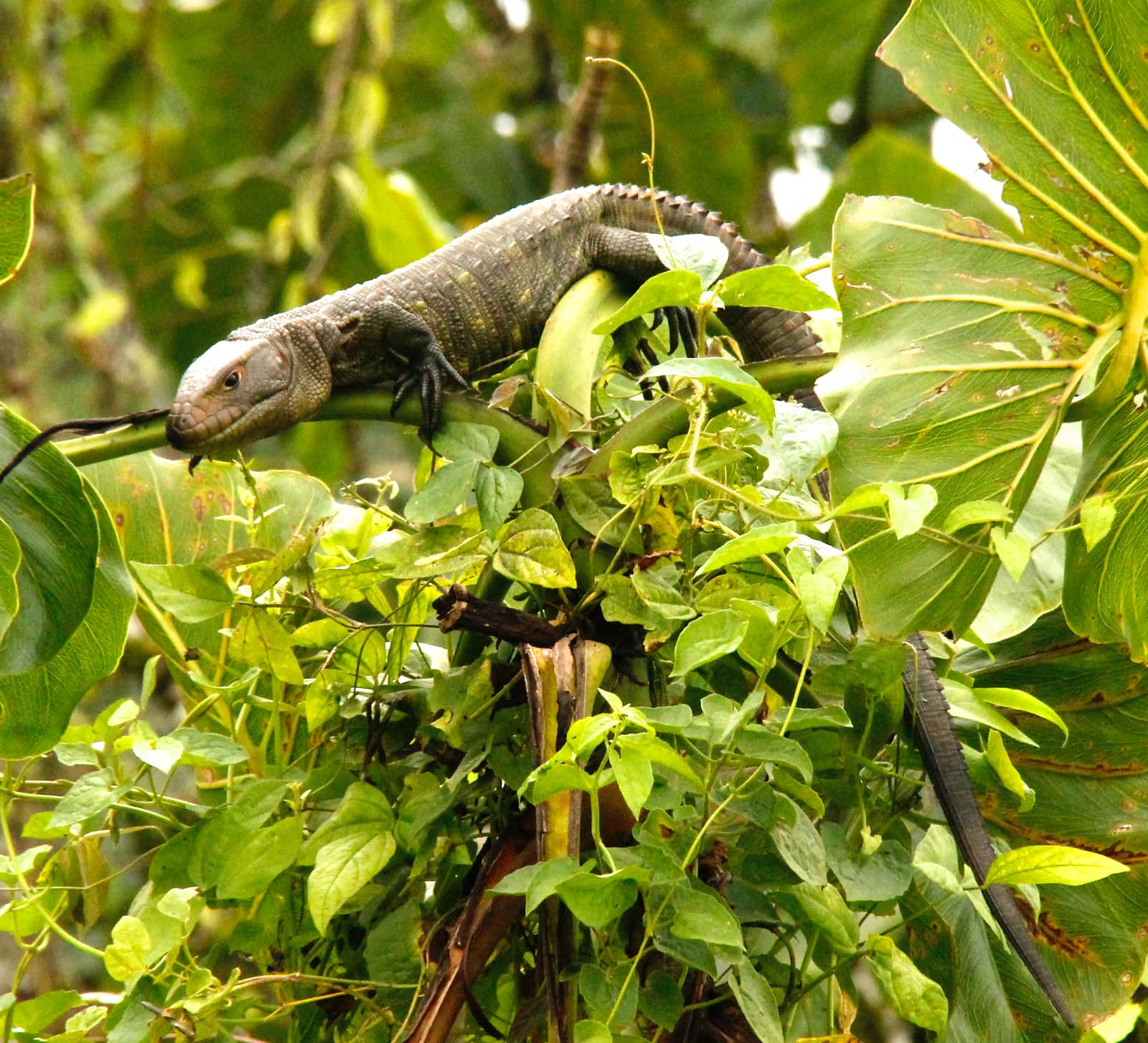 Large reptile perched on tree