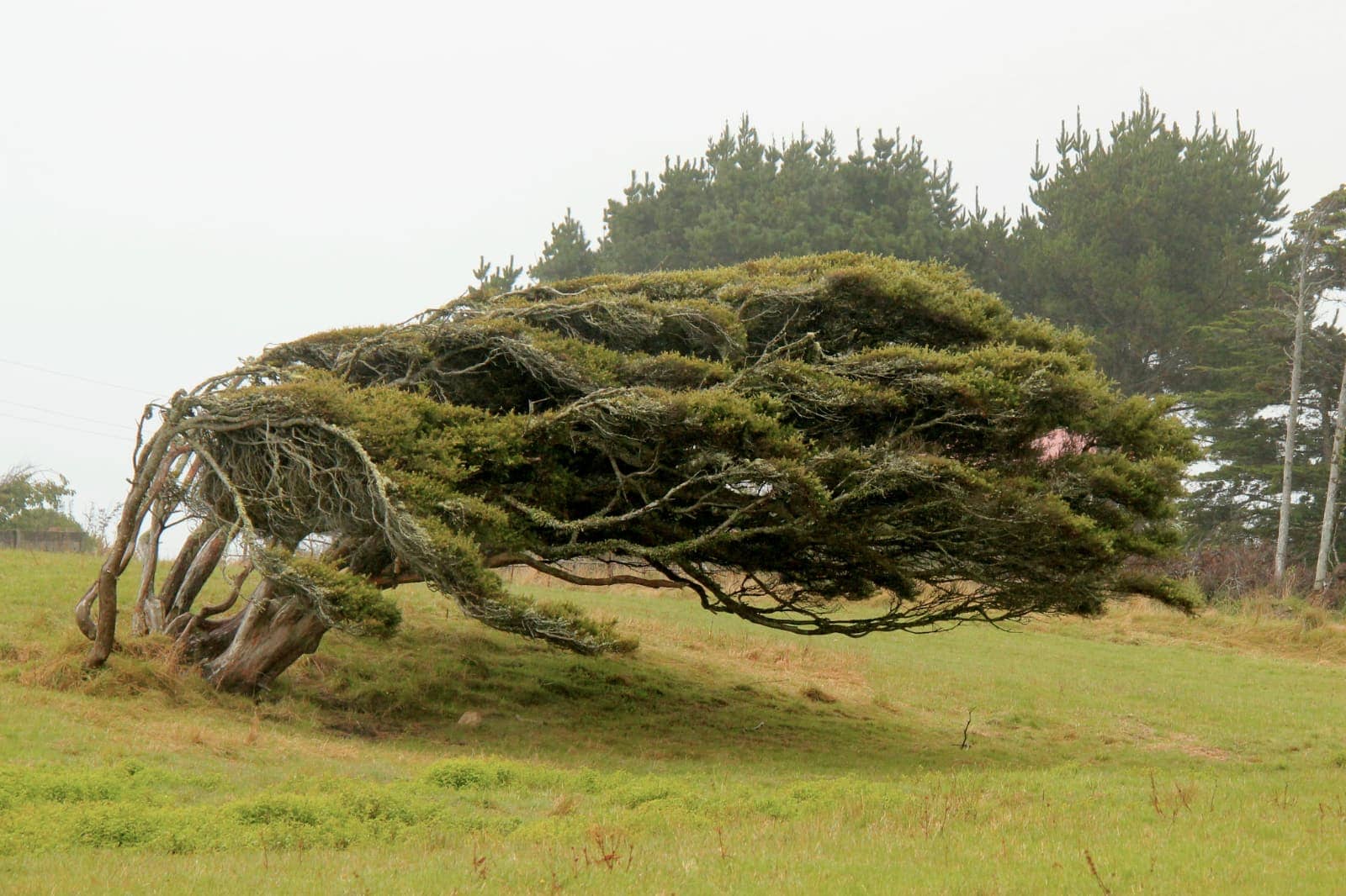 Large tree blown side ways by wind