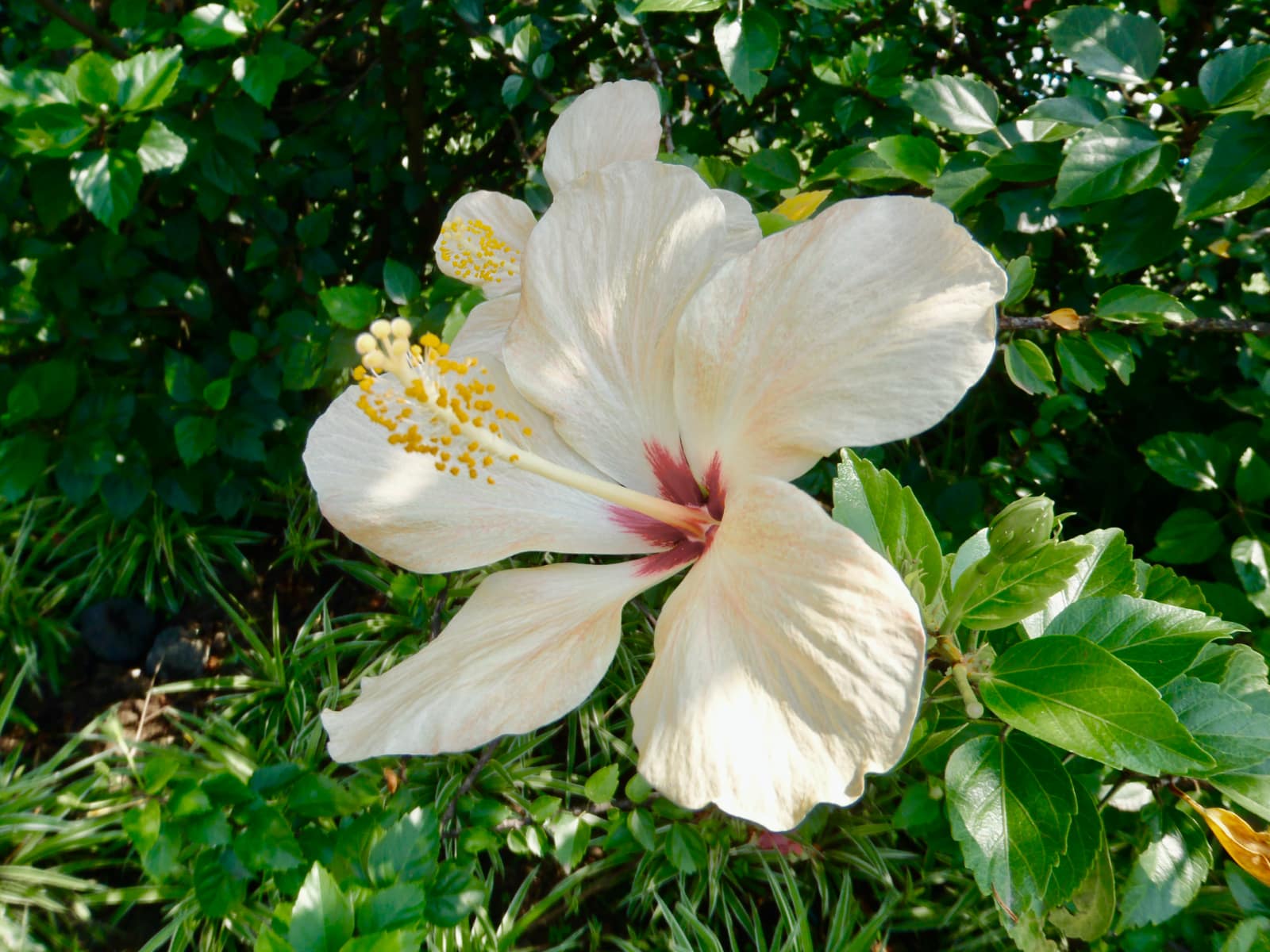 Large white hibiscus flower