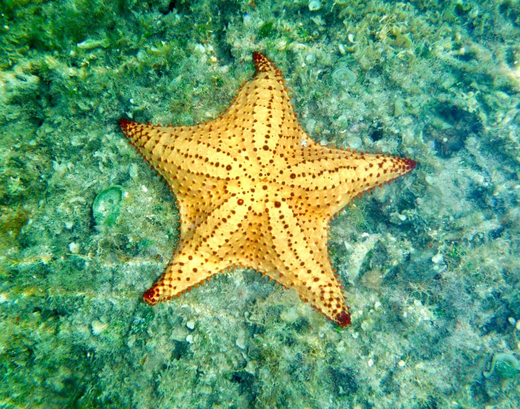 Large yellow starfish on ocean floor