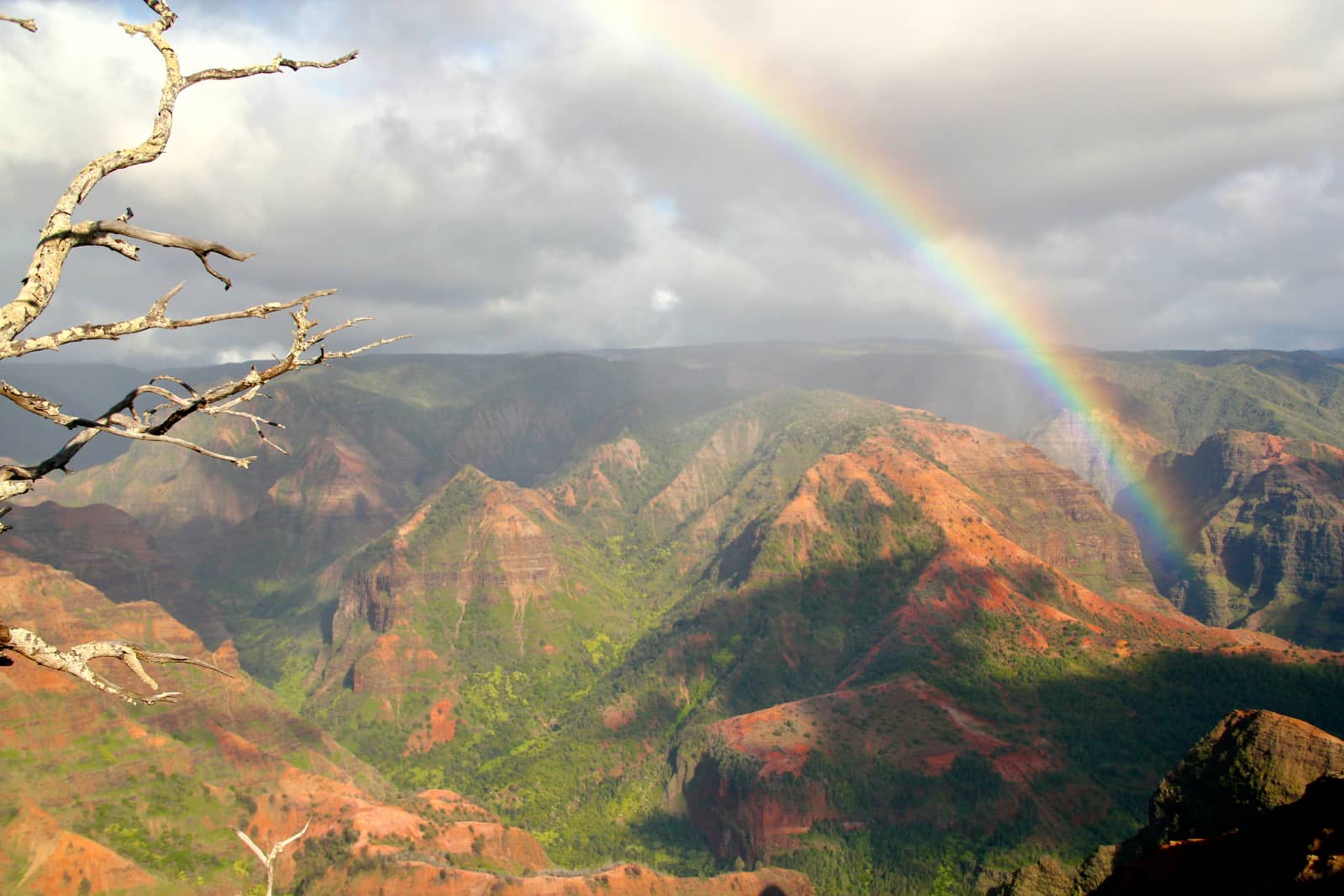 Leaf less tree in foreground with rainbow and red coloured mountains in background