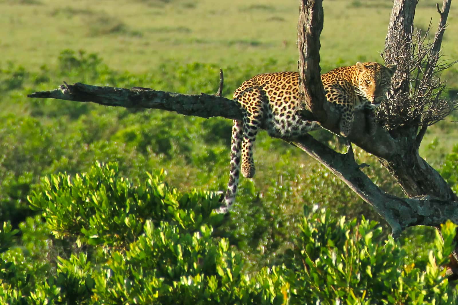 Leopard resting on tree branches