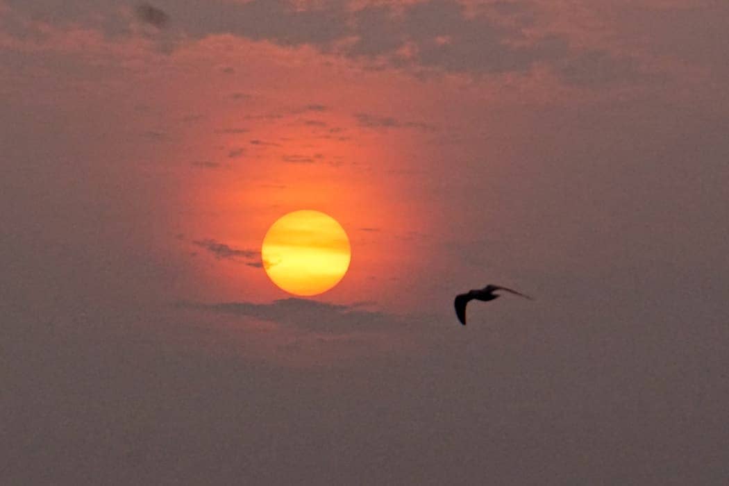 Lone bird flying at sunset