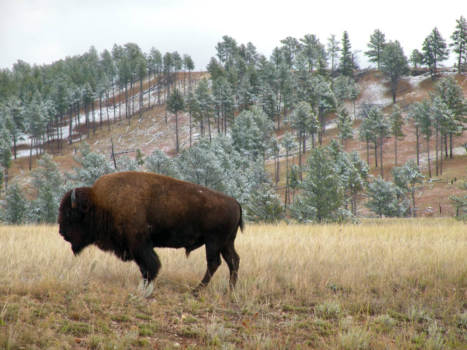 Lone bison standing in foreground with trees in background