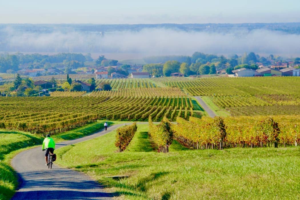 Lone cyclist riding through vineyards