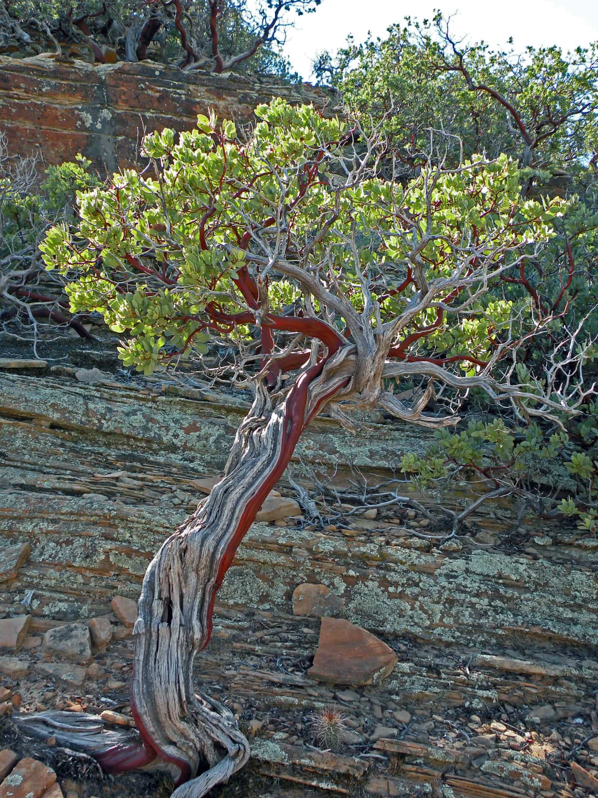 Lone tree with painted bark