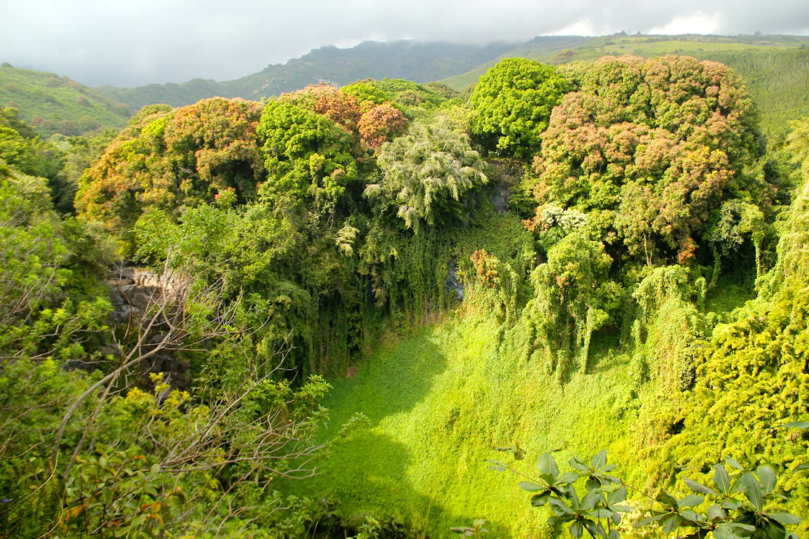 Lush green vegetation in foreground with mountains in background