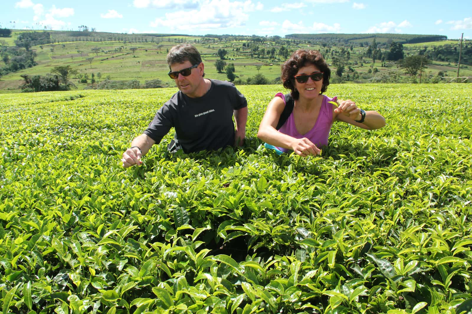 Man and woman picking tea leaves in foreground with green hills in background