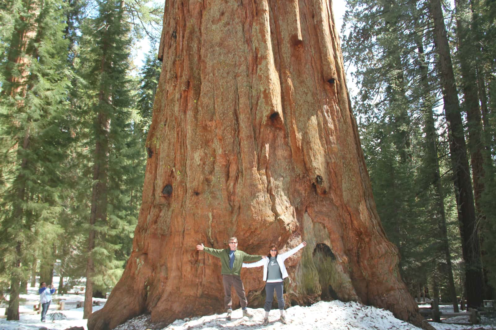 Man and woman standing in front of very large tree