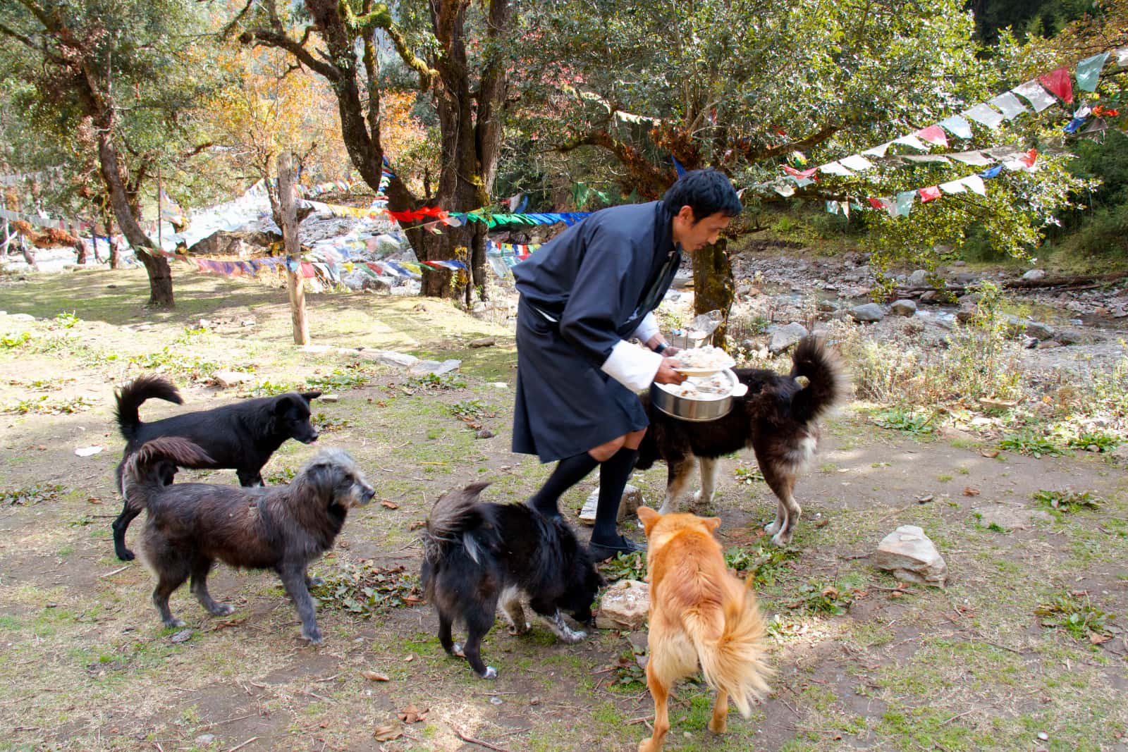 Man in blue robe feeding dogs