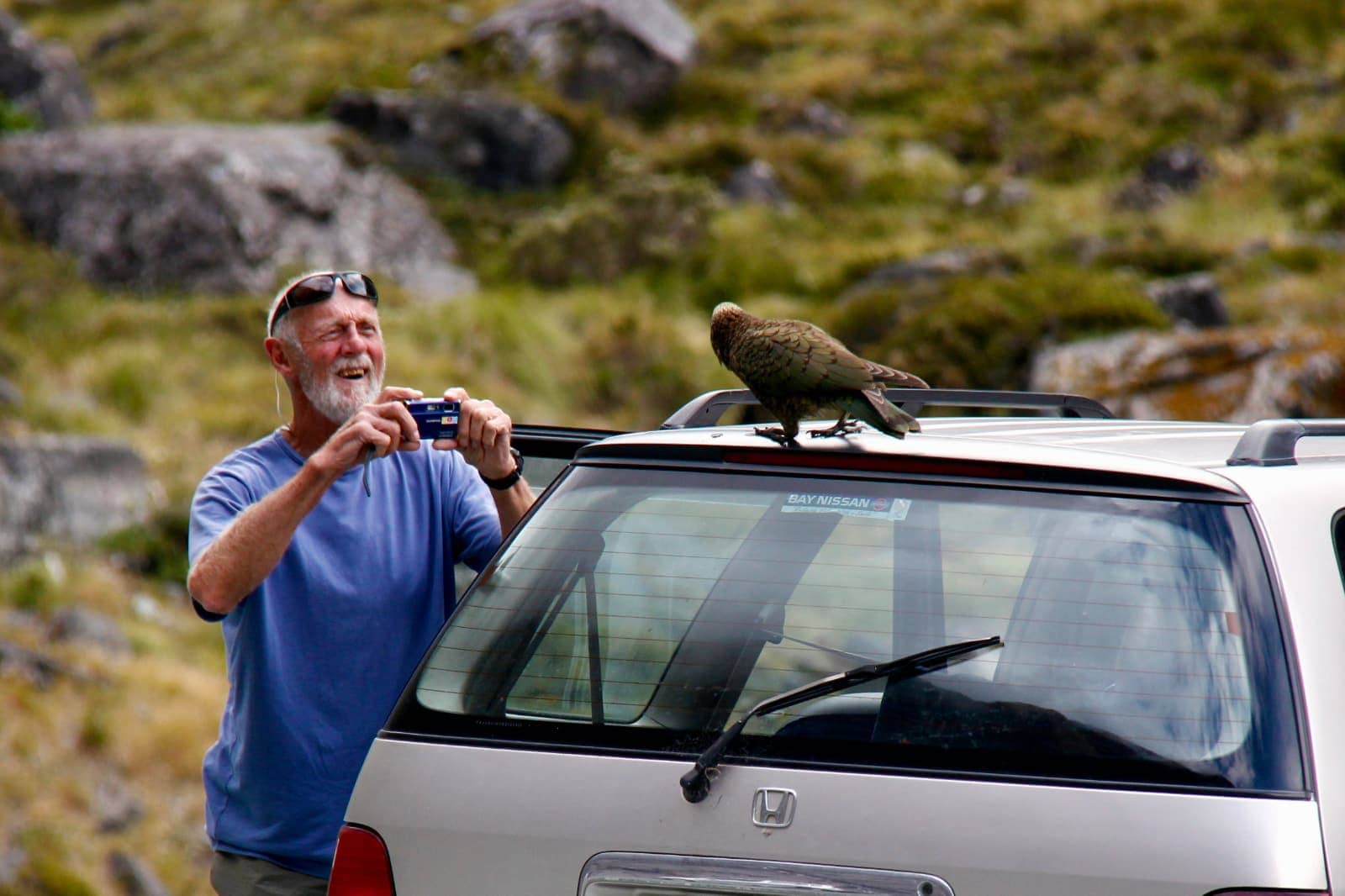 Man in blue shirt capturing photo of alpine parrot