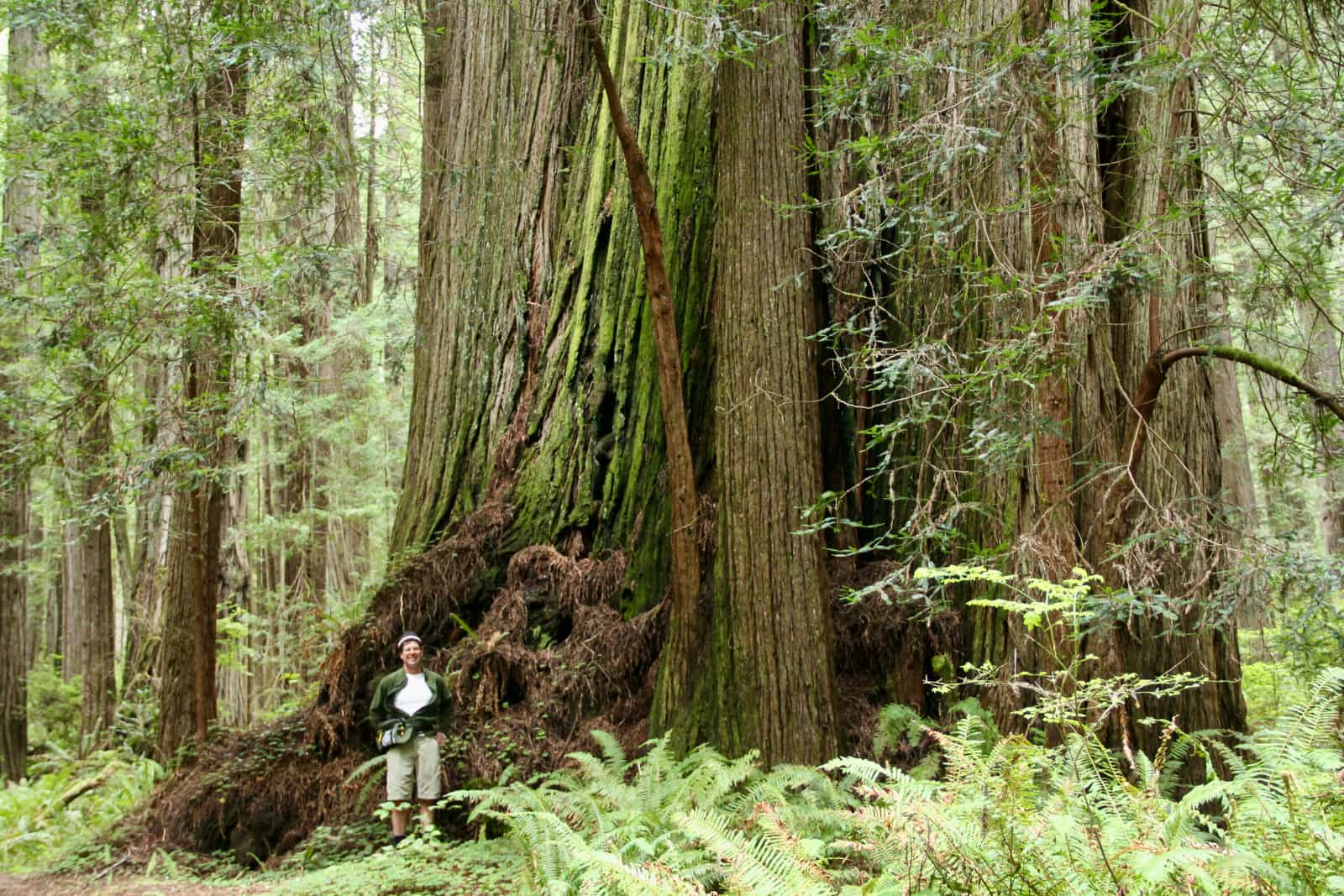 Man standing beside very large tree trunk