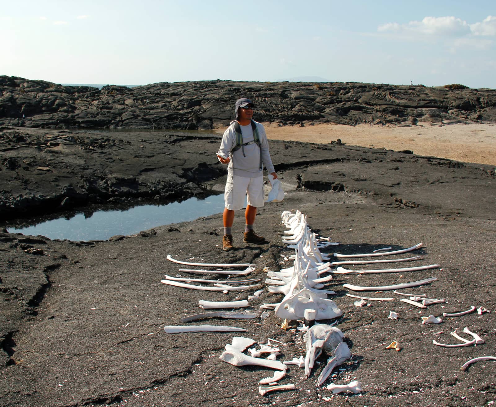 Man standing with white bones from large animal