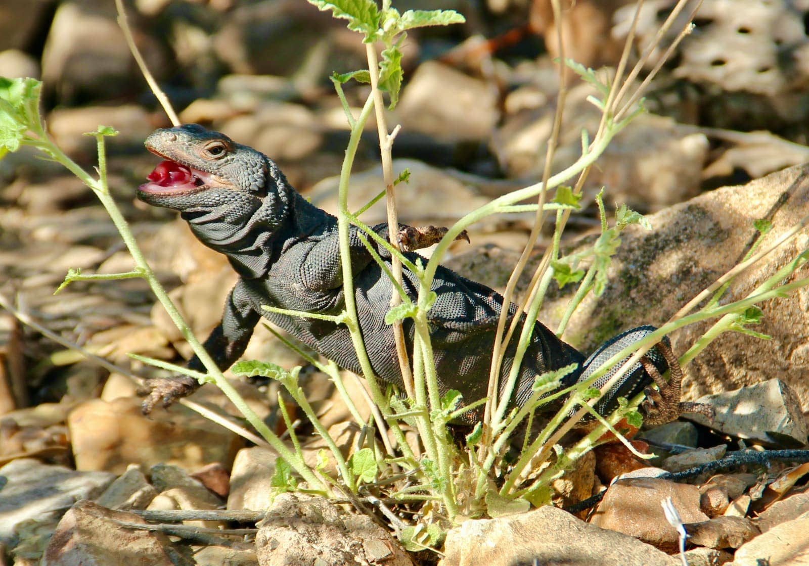 Medium size lizard sitting amongst plant with mouth open