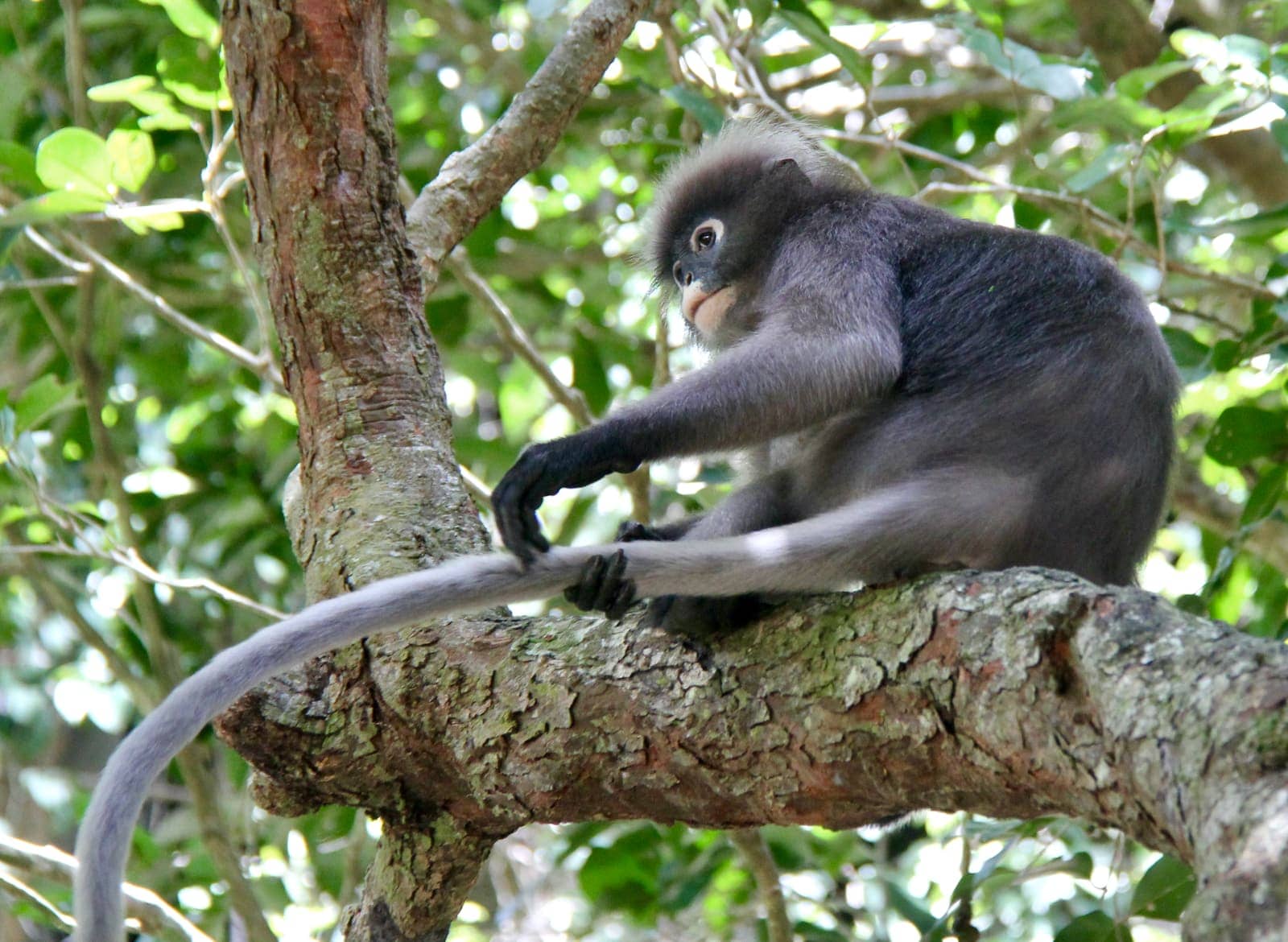 Monkey with long tail sitting in tree